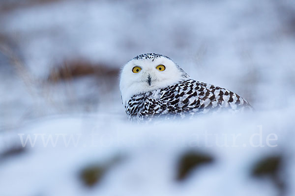 Schnee-Eule (Bubo scandiacus)