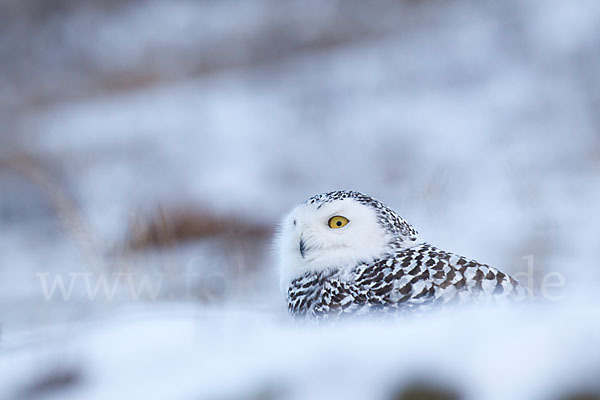 Schnee-Eule (Bubo scandiacus)