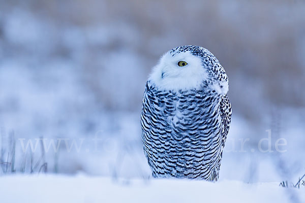 Schnee-Eule (Bubo scandiacus)