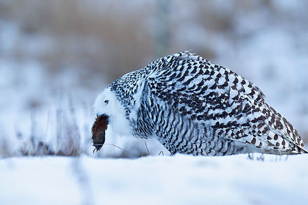 Schnee-Eule (Bubo scandiacus)