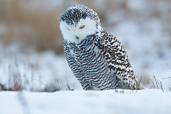 Schnee-Eule (Bubo scandiacus)