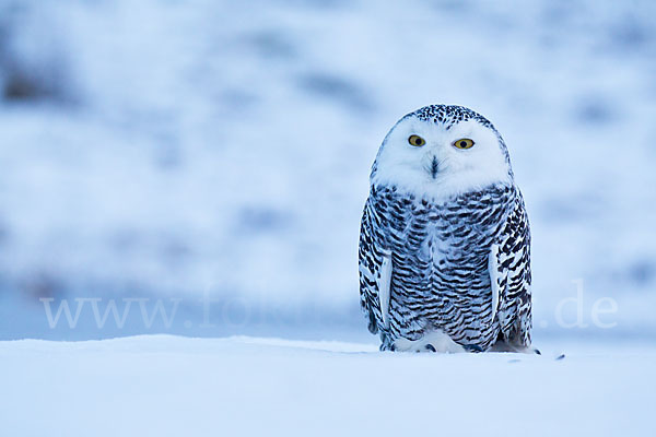 Schnee-Eule (Bubo scandiacus)