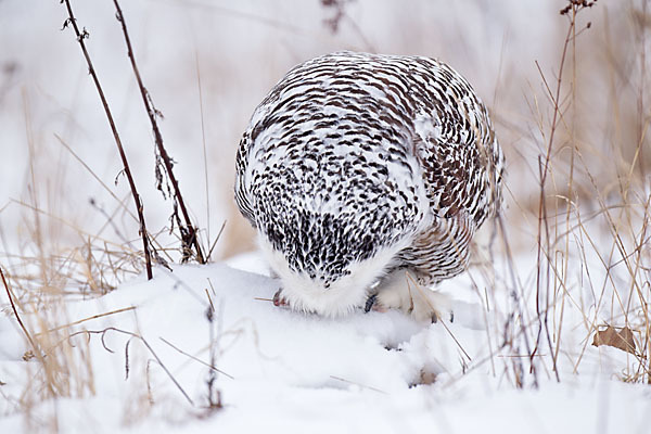 Schnee-Eule (Bubo scandiacus)