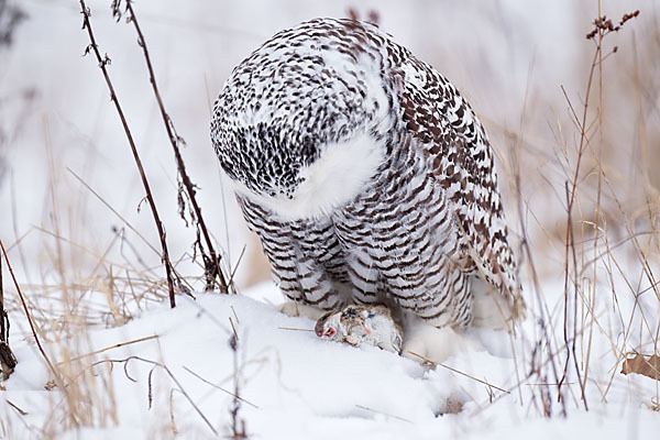 Schnee-Eule (Bubo scandiacus)