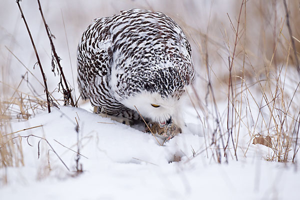 Schnee-Eule (Bubo scandiacus)