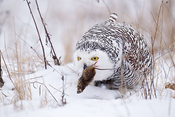 Schnee-Eule (Bubo scandiacus)