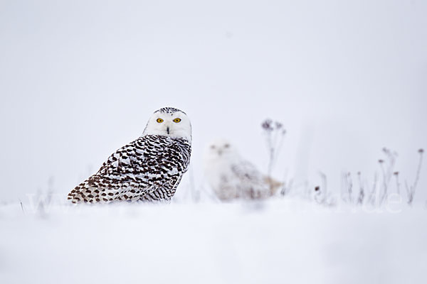 Schnee-Eule (Bubo scandiacus)