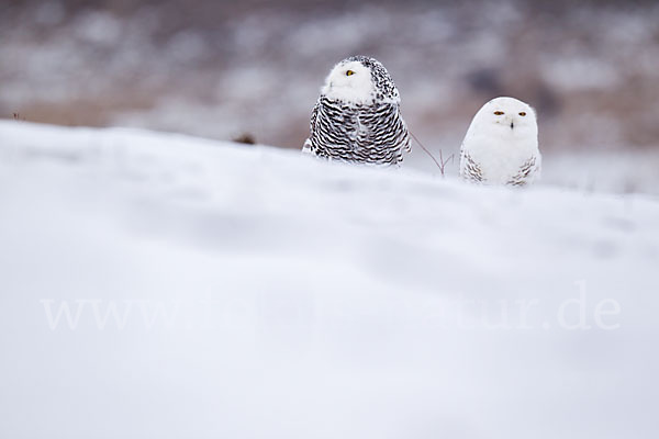 Schnee-Eule (Bubo scandiacus)