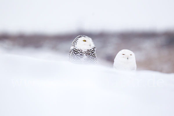 Schnee-Eule (Bubo scandiacus)