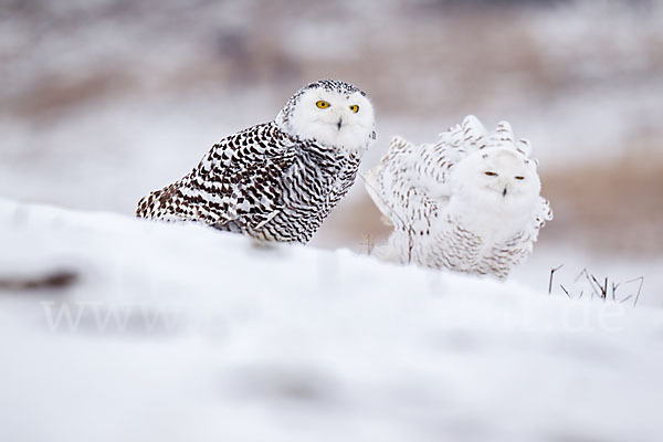 Schnee-Eule (Bubo scandiacus)