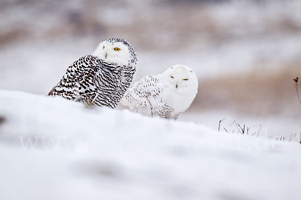 Schnee-Eule (Bubo scandiacus)