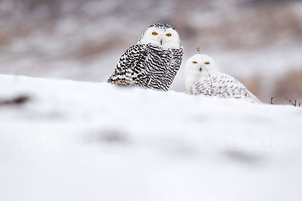 Schnee-Eule (Bubo scandiacus)