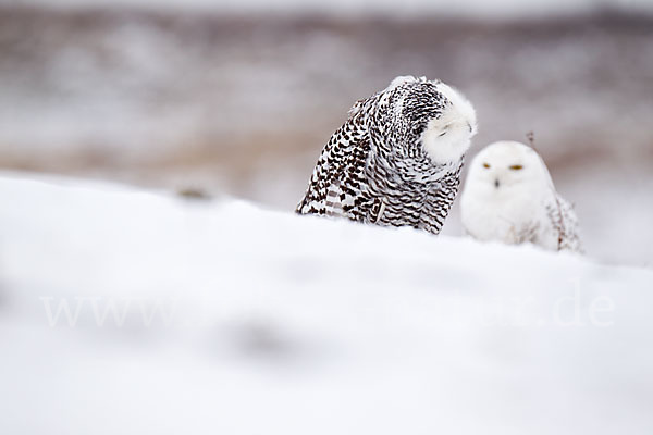 Schnee-Eule (Bubo scandiacus)