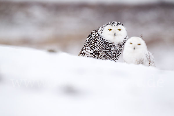 Schnee-Eule (Bubo scandiacus)