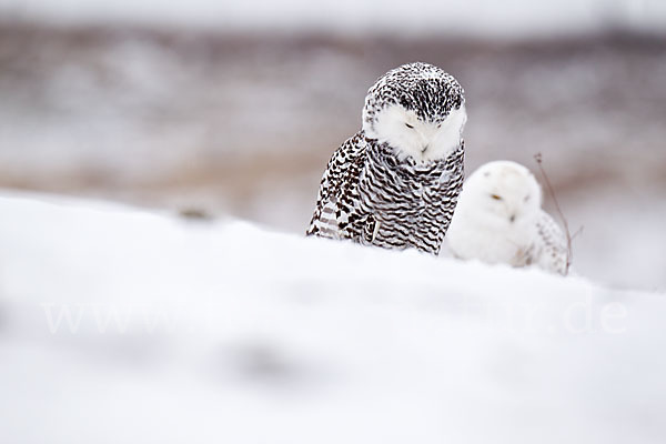 Schnee-Eule (Bubo scandiacus)