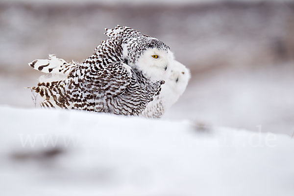 Schnee-Eule (Bubo scandiacus)