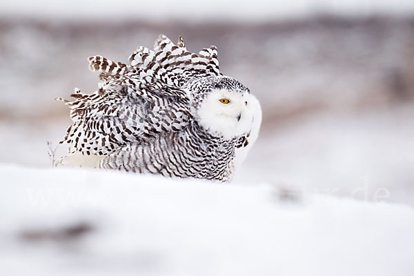 Schnee-Eule (Bubo scandiacus)