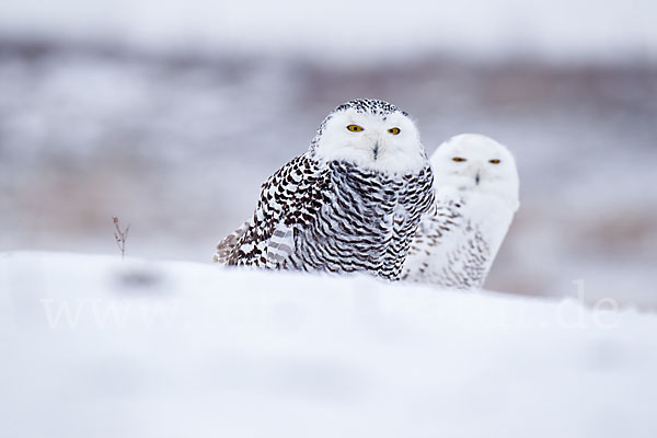 Schnee-Eule (Bubo scandiacus)