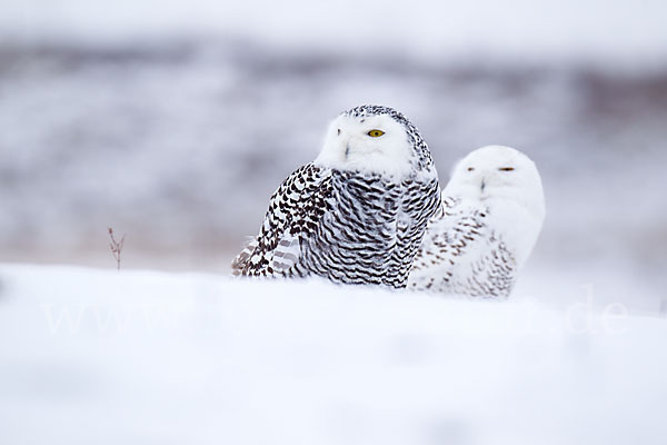 Schnee-Eule (Bubo scandiacus)