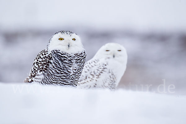 Schnee-Eule (Bubo scandiacus)