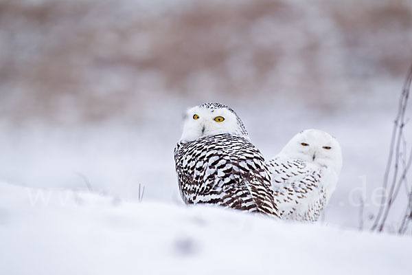 Schnee-Eule (Bubo scandiacus)