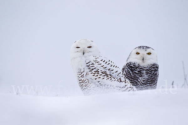 Schnee-Eule (Bubo scandiacus)