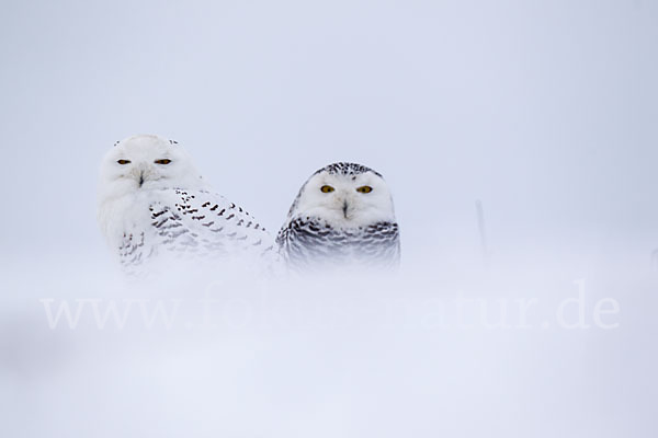 Schnee-Eule (Bubo scandiacus)