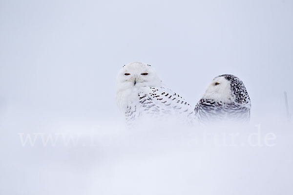 Schnee-Eule (Bubo scandiacus)