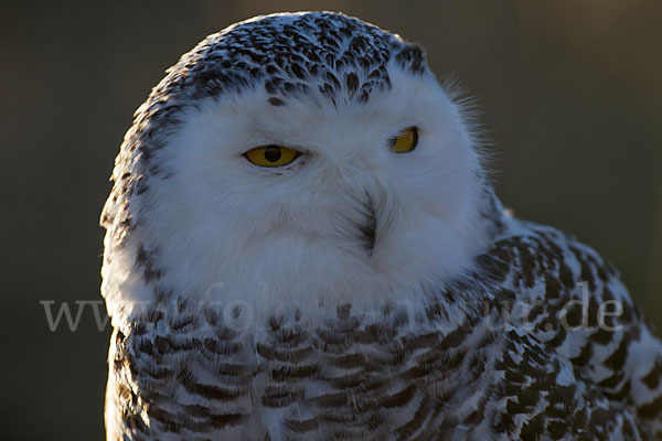 Schnee-Eule (Bubo scandiacus)