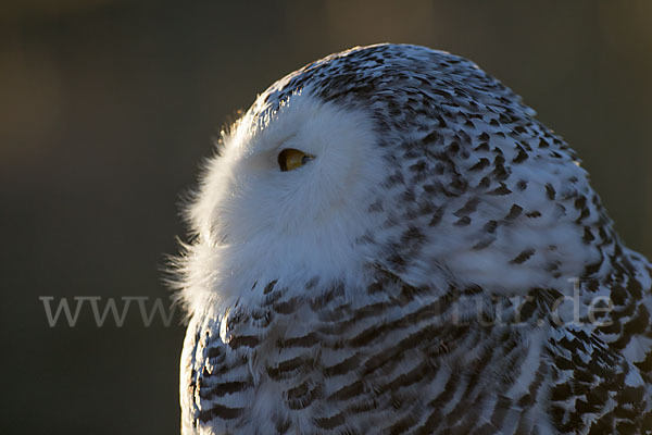 Schnee-Eule (Bubo scandiacus)