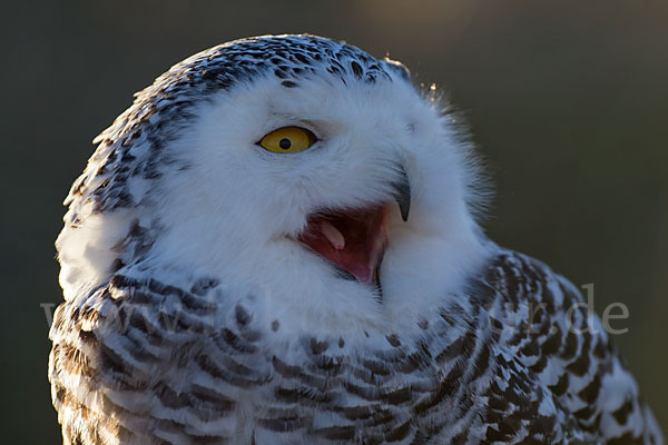 Schnee-Eule (Bubo scandiacus)
