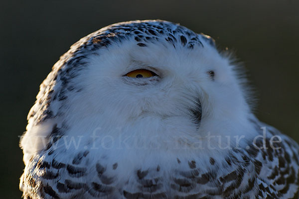 Schnee-Eule (Bubo scandiacus)