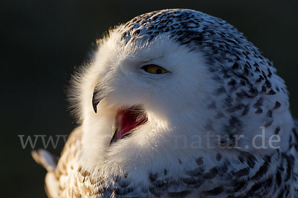 Schnee-Eule (Bubo scandiacus)