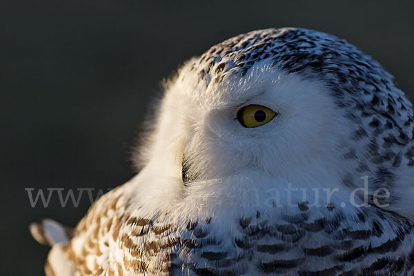 Schnee-Eule (Bubo scandiacus)