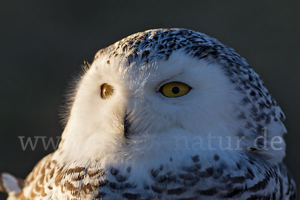 Schnee-Eule (Bubo scandiacus)