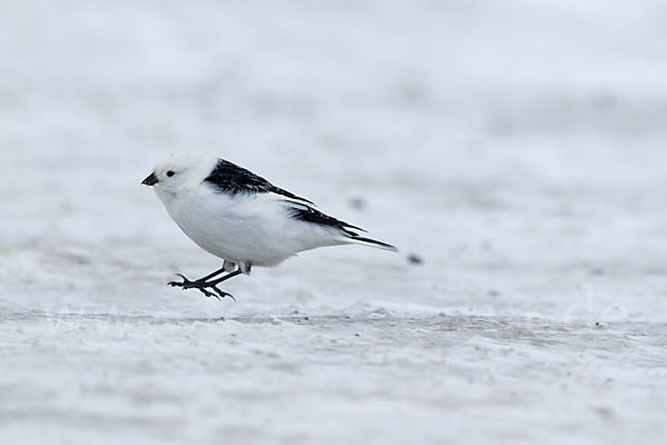 Schneeammer (Plectrophenax nivalis)