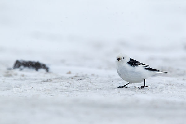 Schneeammer (Plectrophenax nivalis)