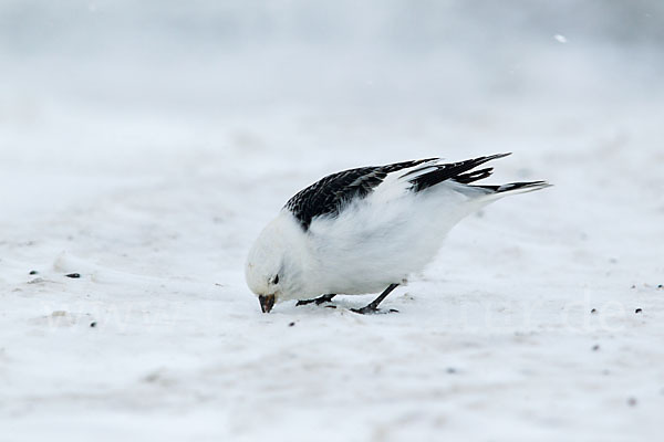 Schneeammer (Plectrophenax nivalis)