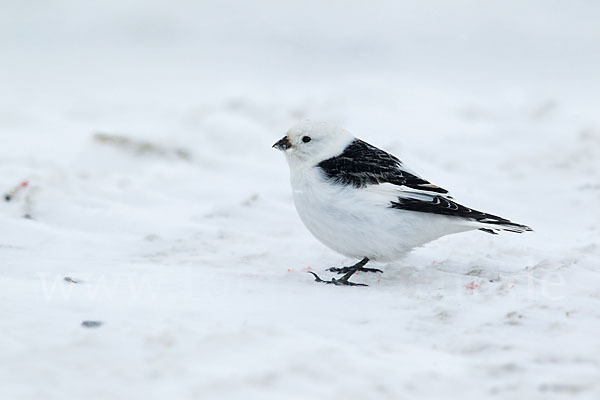 Schneeammer (Plectrophenax nivalis)