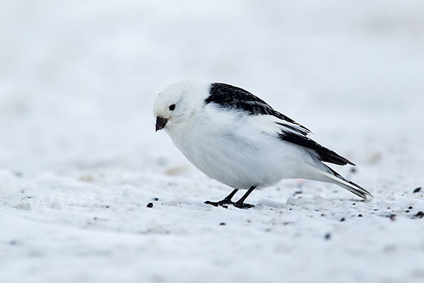 Schneeammer (Plectrophenax nivalis)