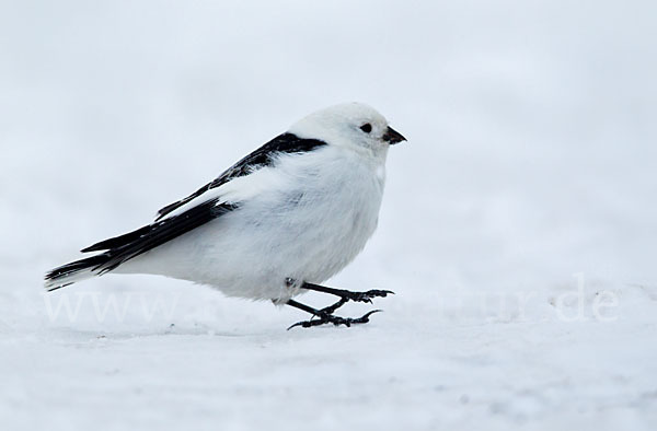 Schneeammer (Plectrophenax nivalis)