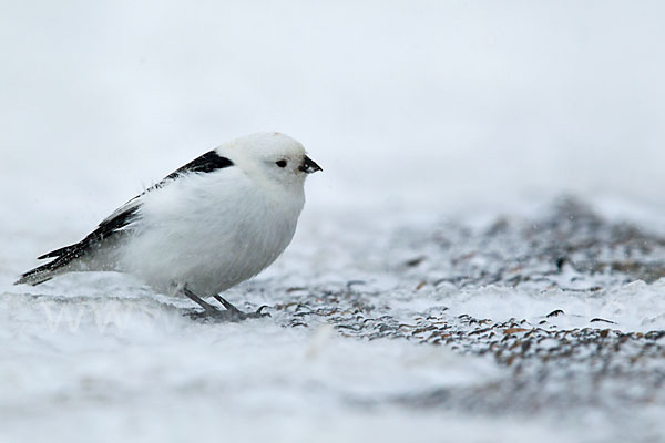 Schneeammer (Plectrophenax nivalis)