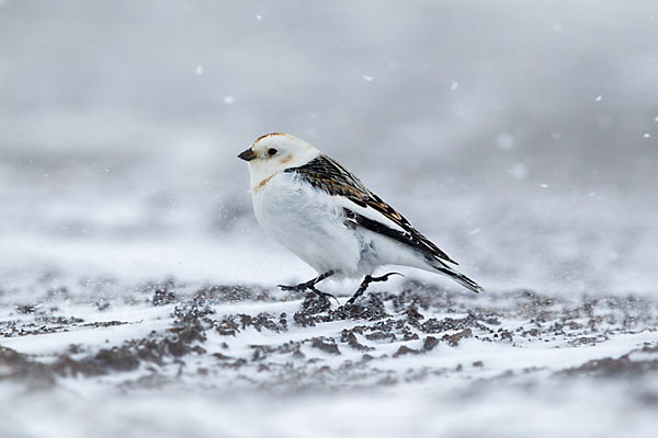 Schneeammer (Plectrophenax nivalis)