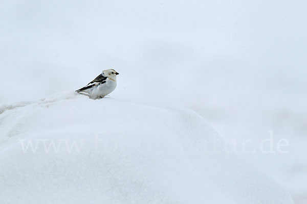 Schneeammer (Plectrophenax nivalis)