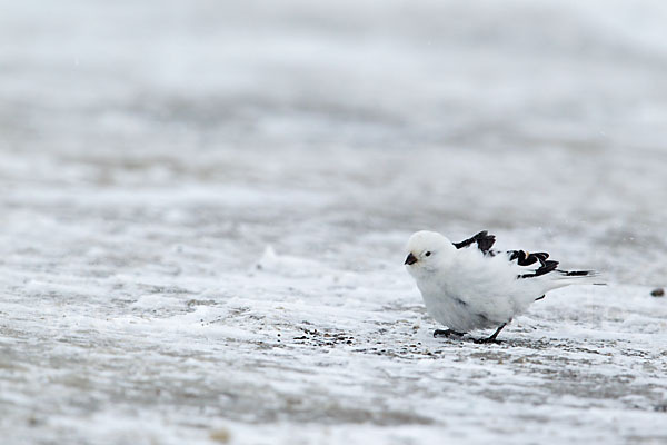 Schneeammer (Plectrophenax nivalis)