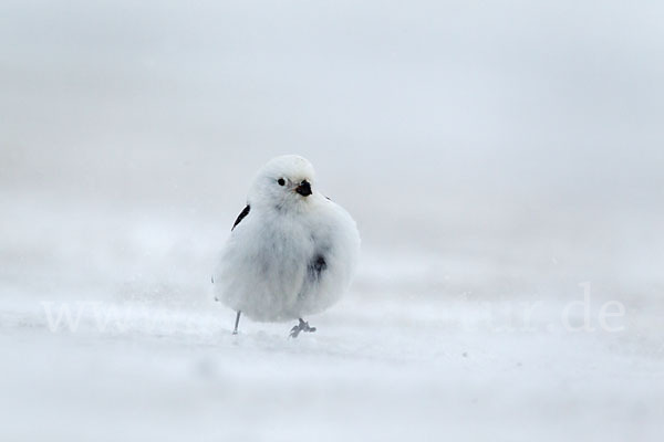 Schneeammer (Plectrophenax nivalis)