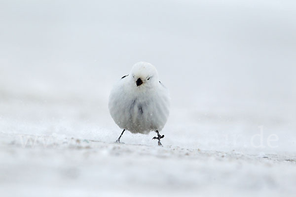 Schneeammer (Plectrophenax nivalis)