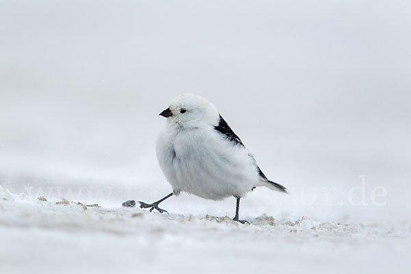 Schneeammer (Plectrophenax nivalis)