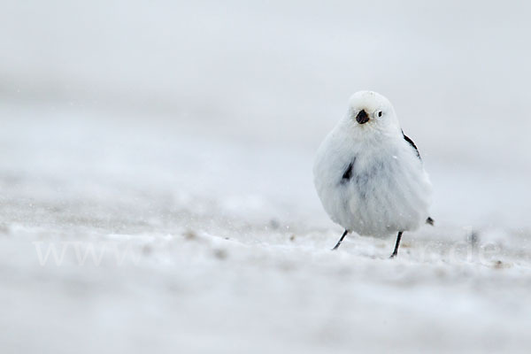 Schneeammer (Plectrophenax nivalis)