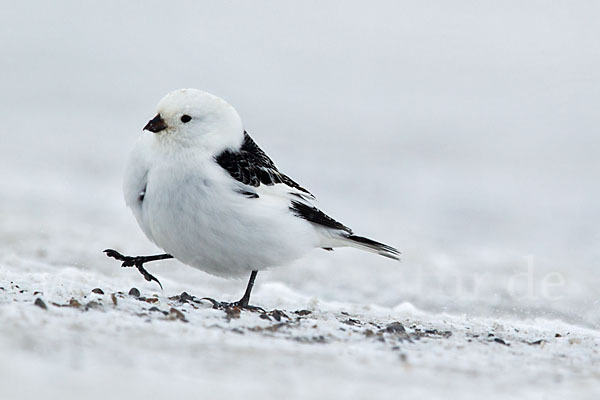 Schneeammer (Plectrophenax nivalis)